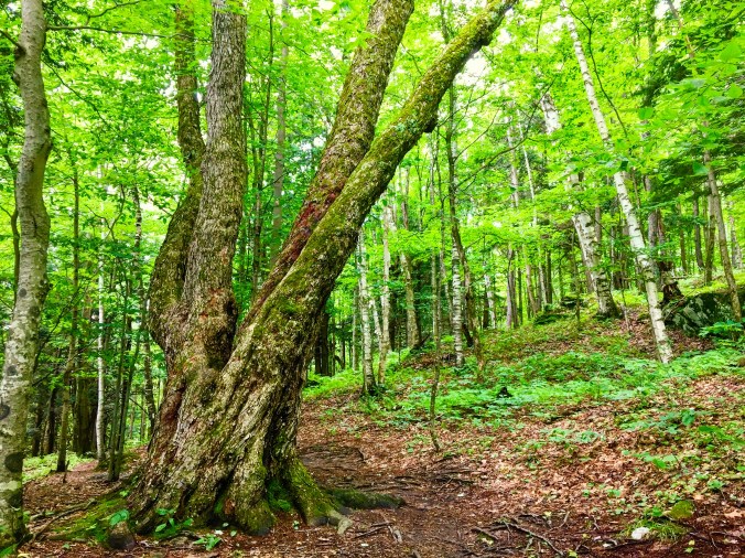Vermont woods in the summer