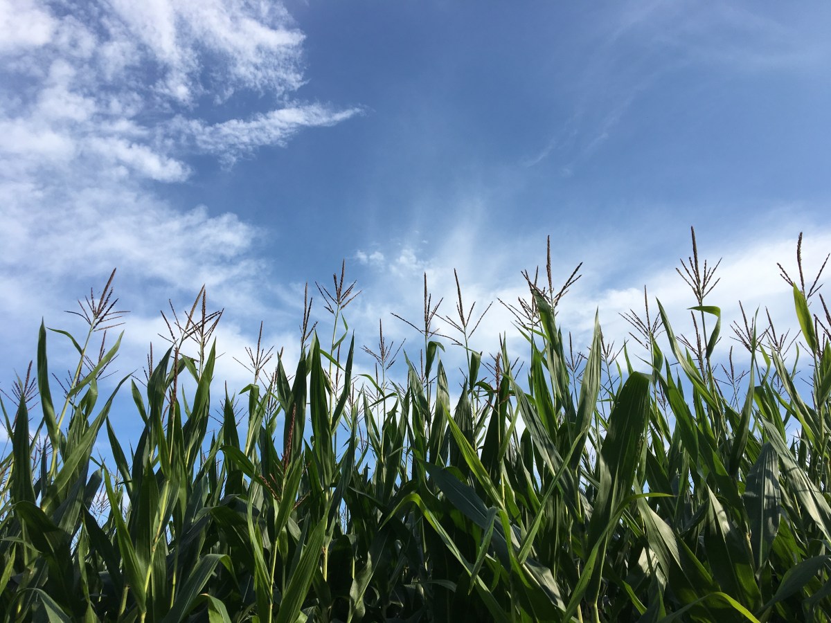 corn field under a blue sky