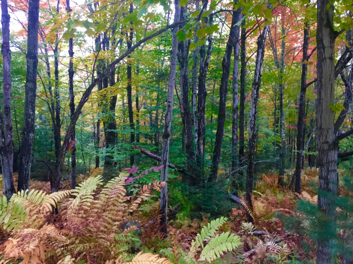 Vermont in peak foliage