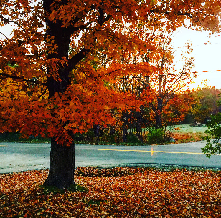Autumn colors in a maple tree
