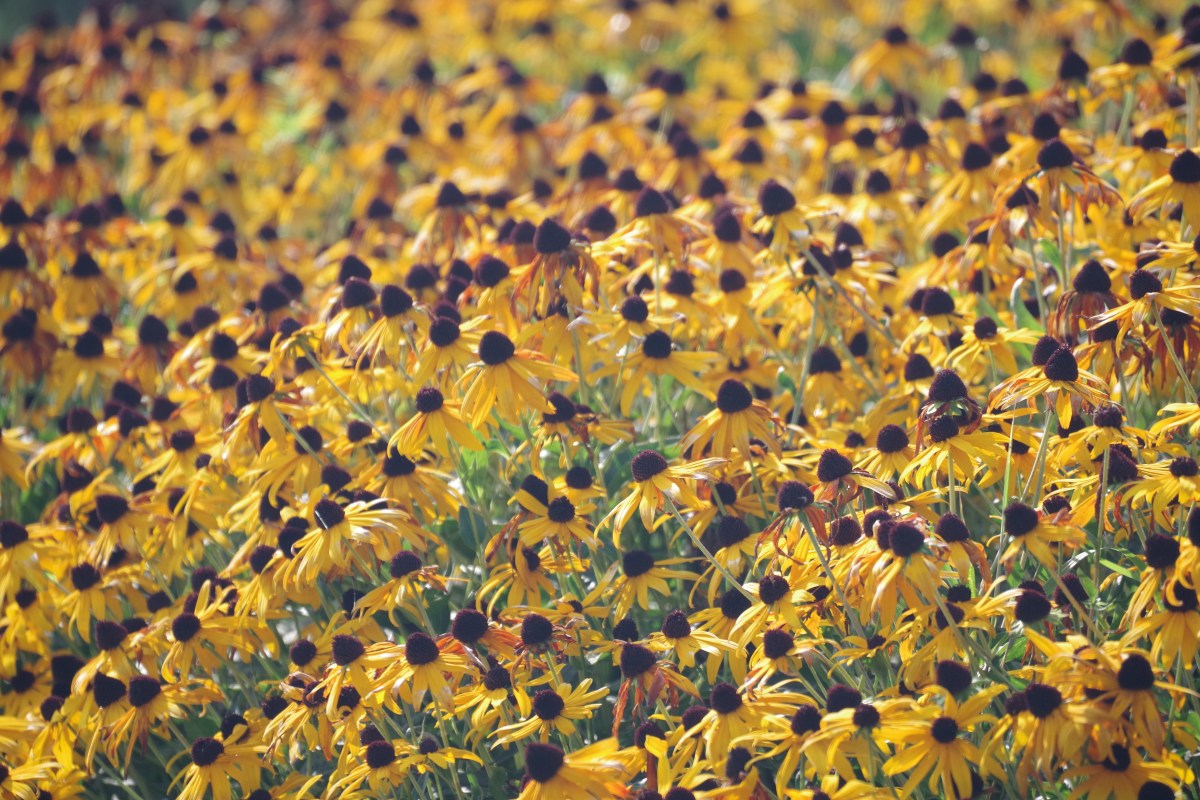 closeup of a field of fall flowers