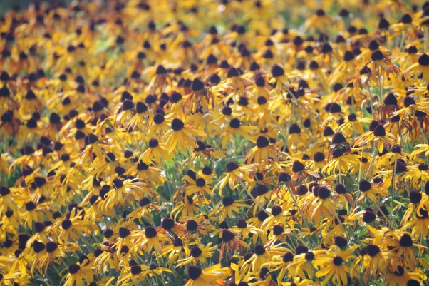 closeup of a field of fall flowers 