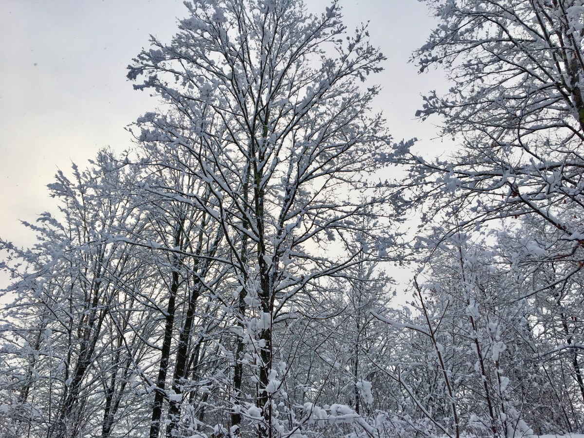 trees frosted with snow in Vermont