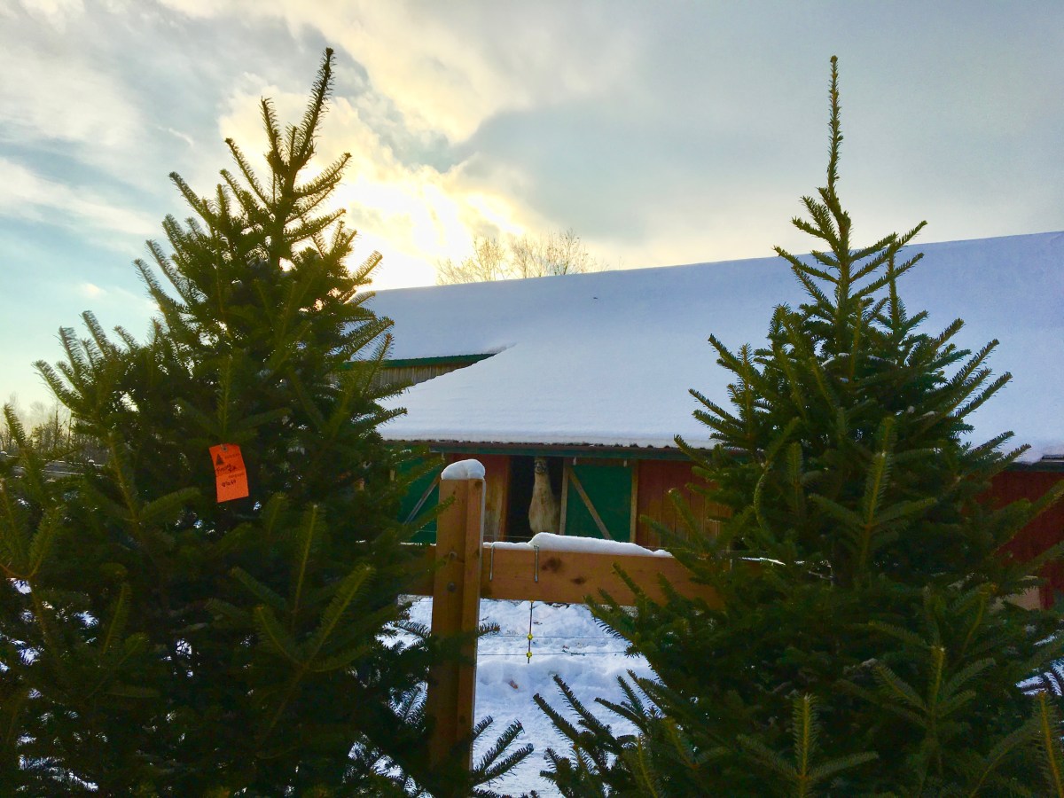 llama at the tree farm