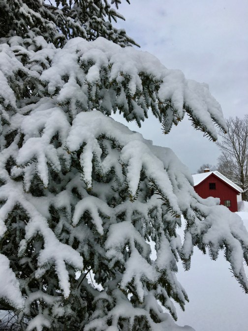 snow covered evergreen