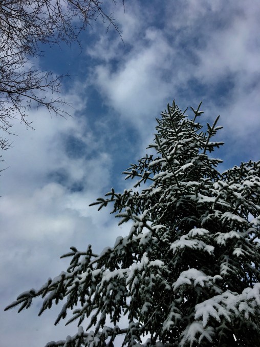 snowy evergreen and sky