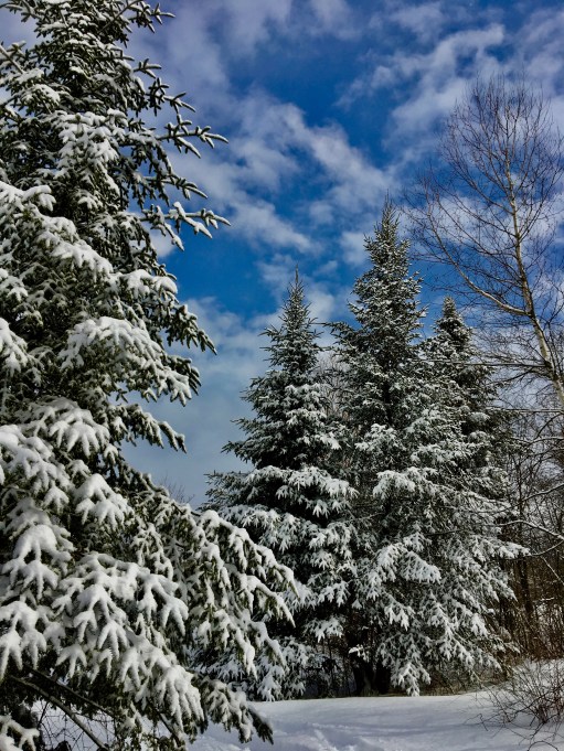 snowy evergreens and blue sky