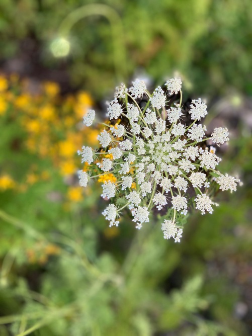 close up of Queen Anne's Lace
