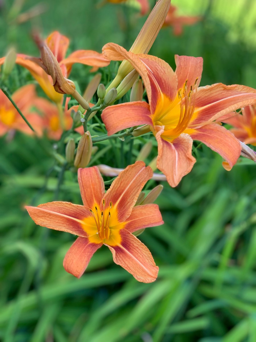 Day Lilies