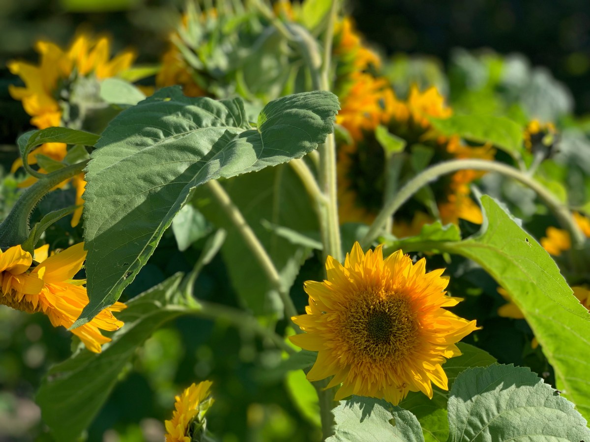 sunflowers in bloom