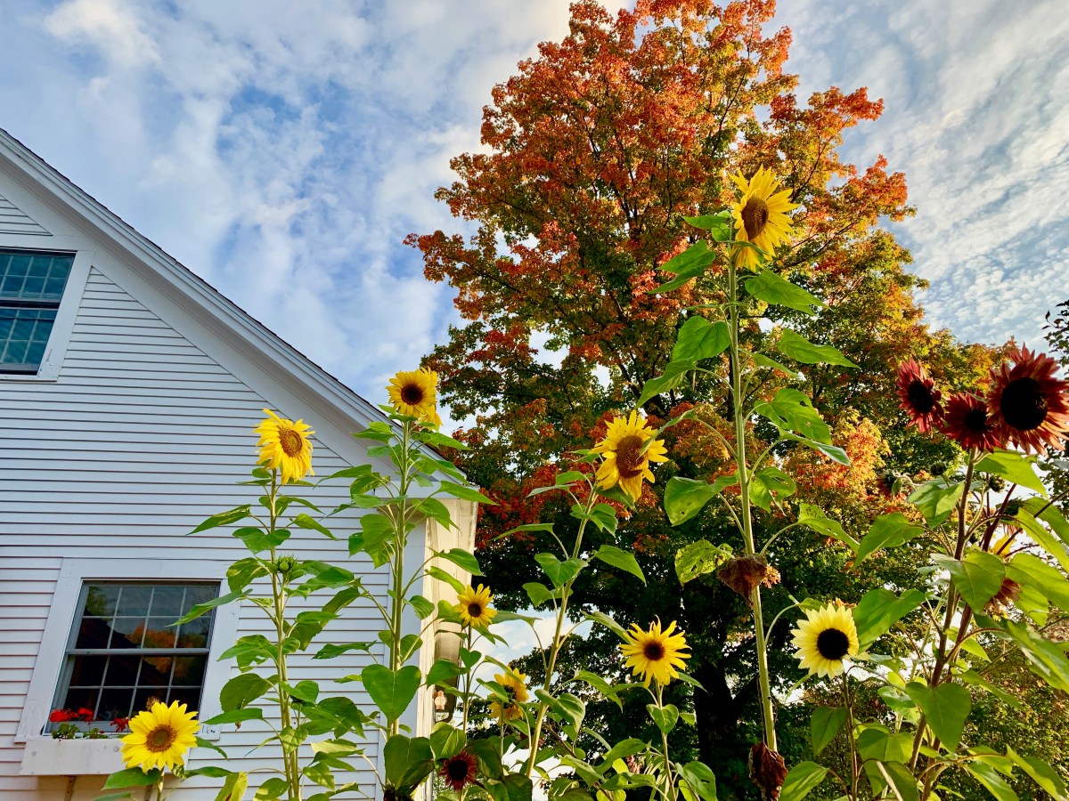 sunflowers and fall foliage in Vermont