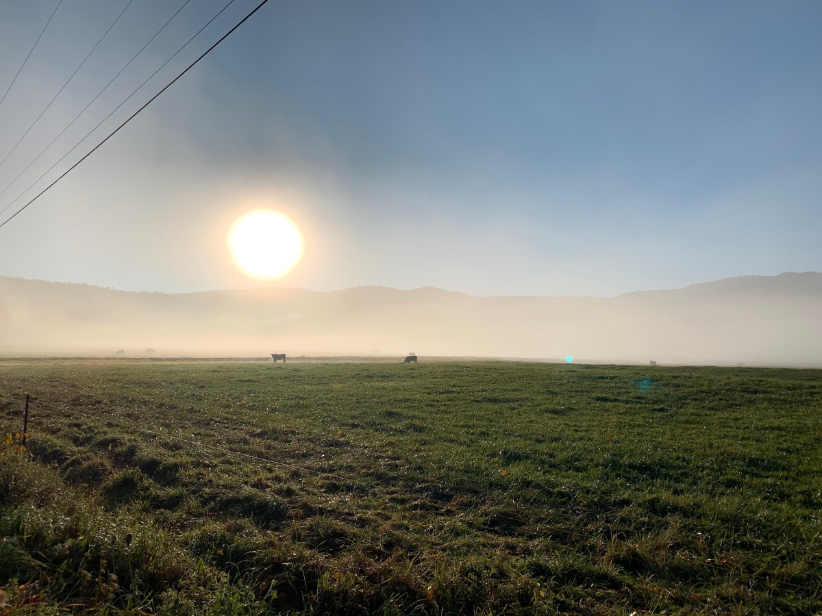 cows in the pasture on a misty morning