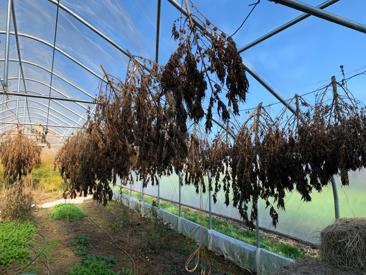 hemp drying