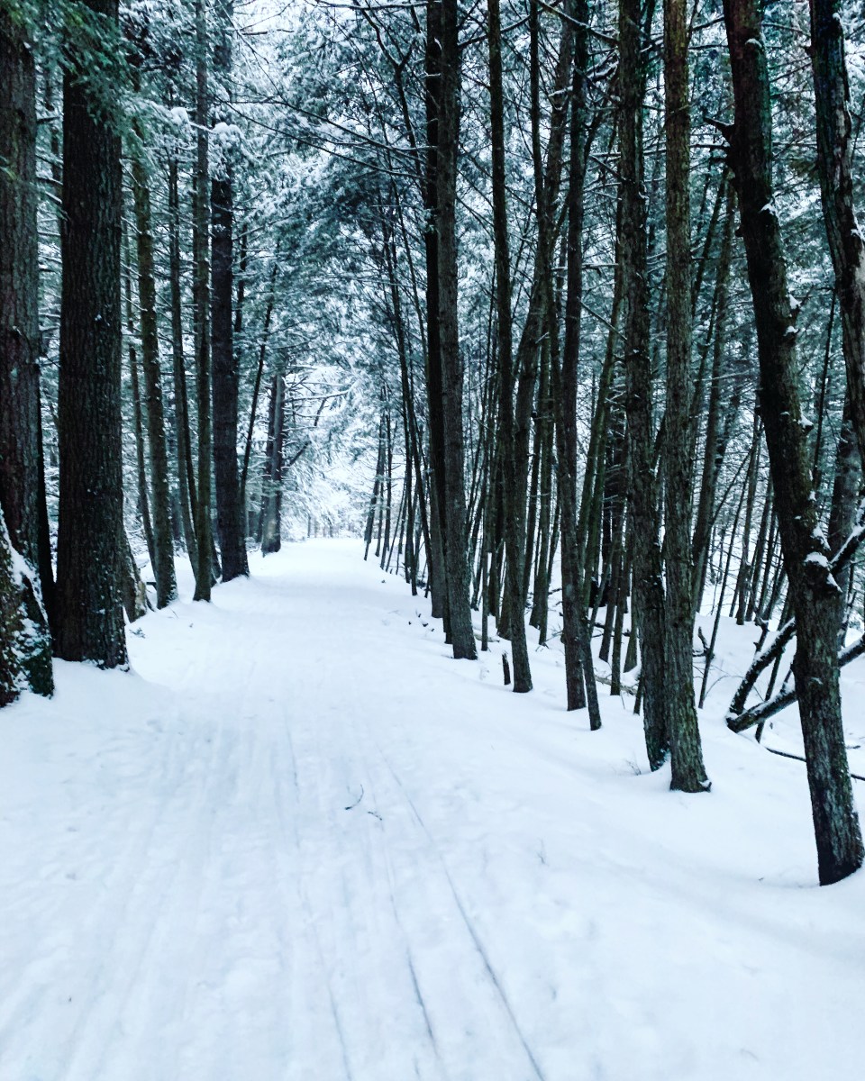 snowy woods in Vermont