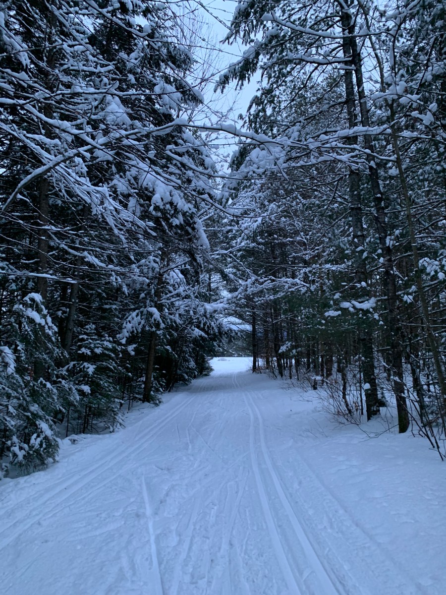 snowy woods in Vermont