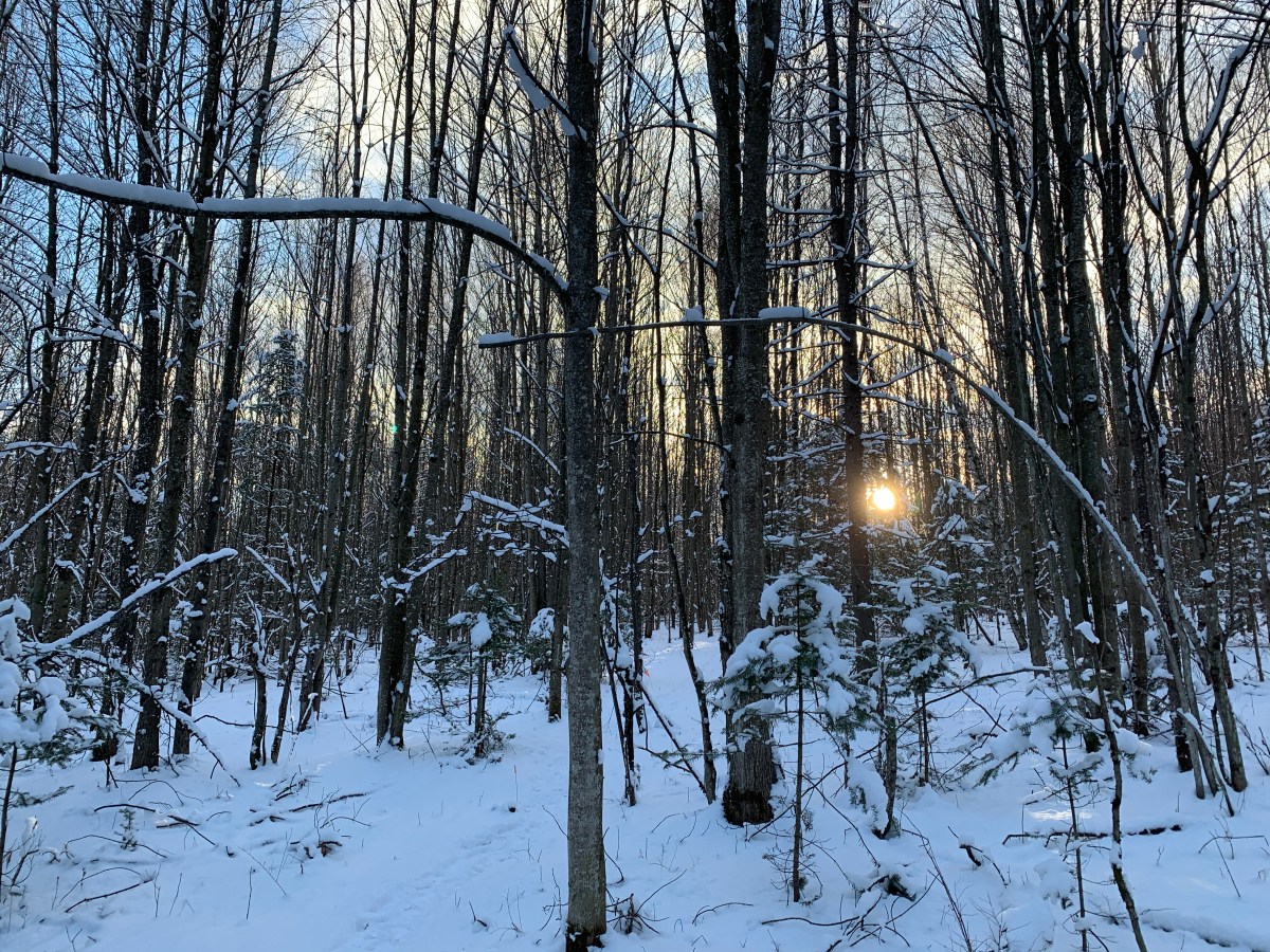 afternoon in the woods