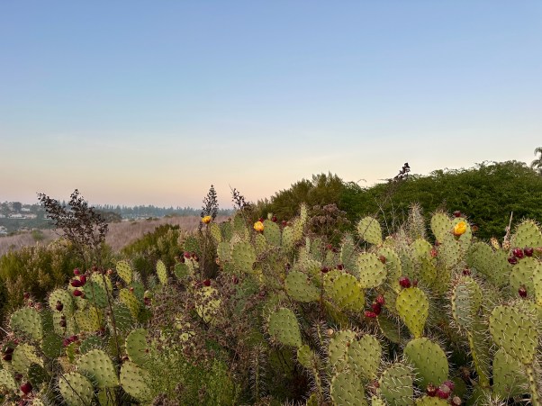 cactus in bloom