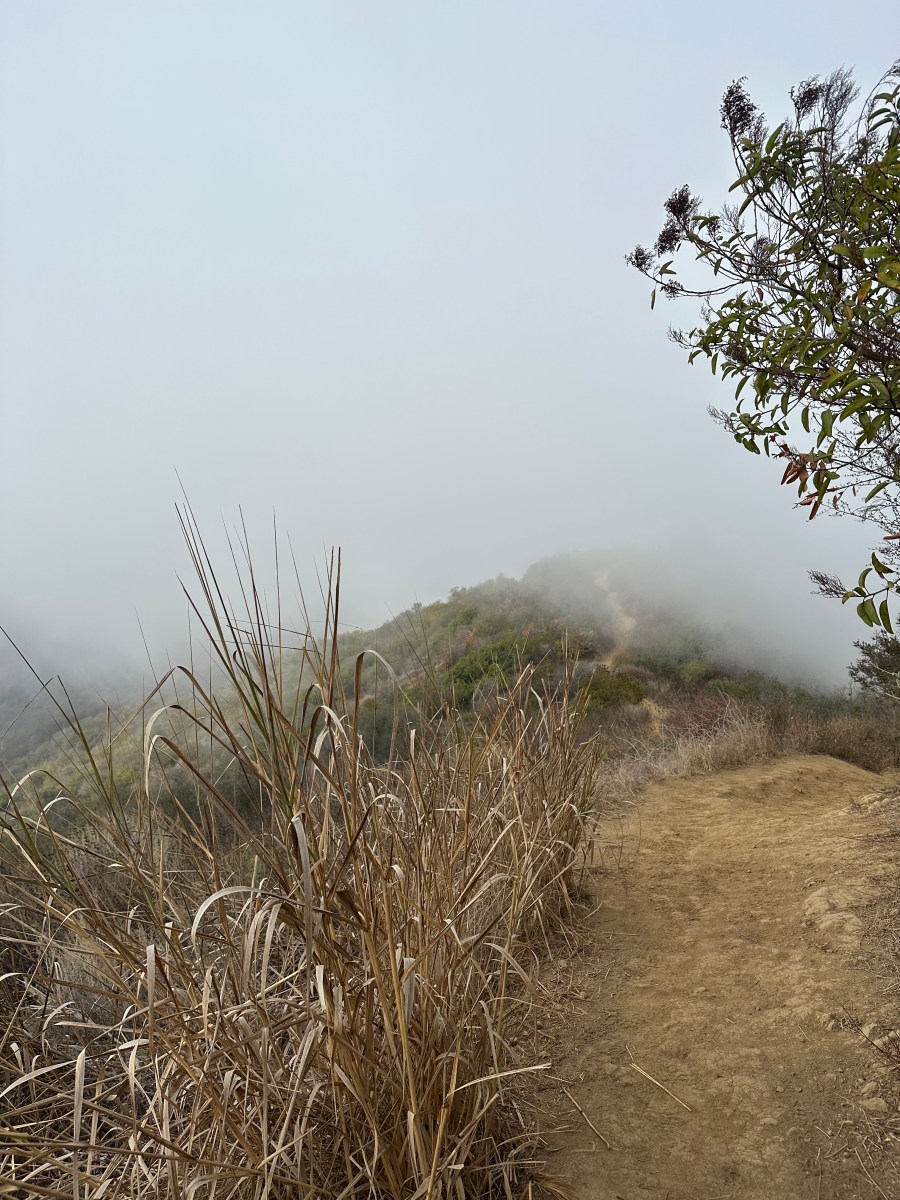 fog along a windy path