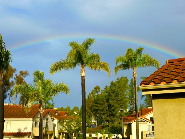 rainbow over palm trees