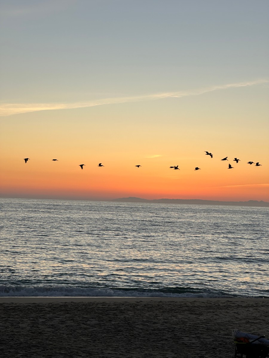 pelicans flying over the ocean at sunset