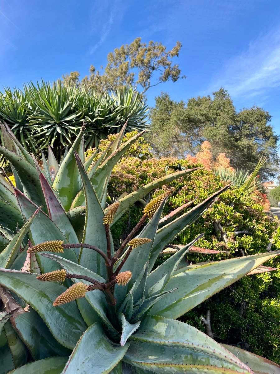 southern California landscape