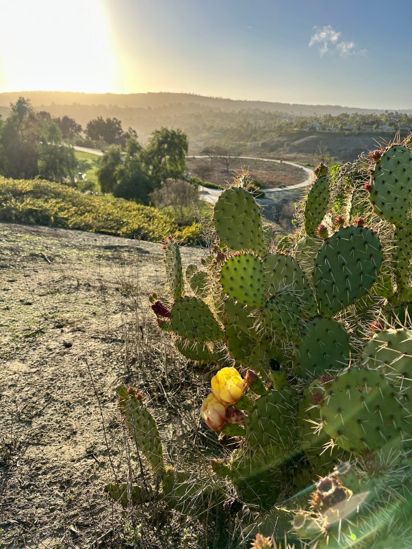 cactus bloom
