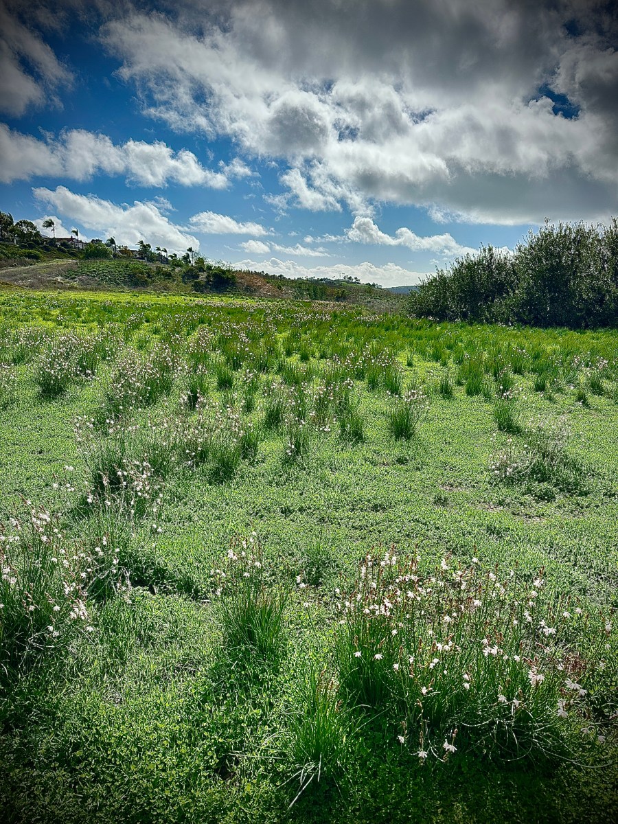 Spring comes to SoCal