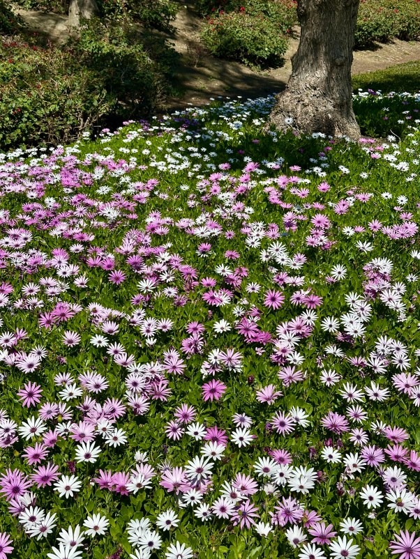 A roadside carpet made of flowers