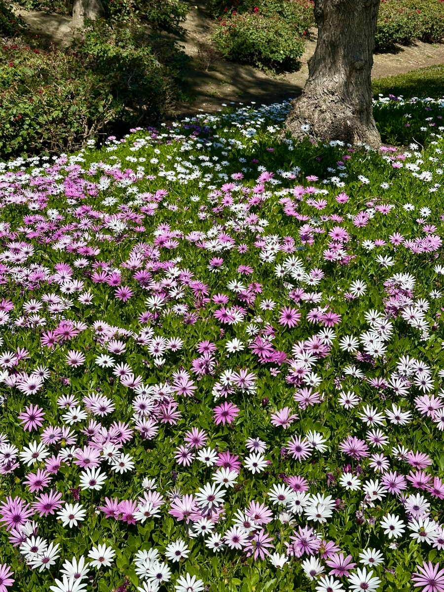 A roadside carpet made of flowers