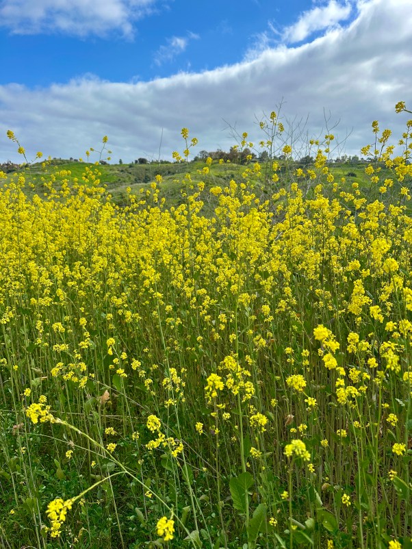 yellow wild flowers 