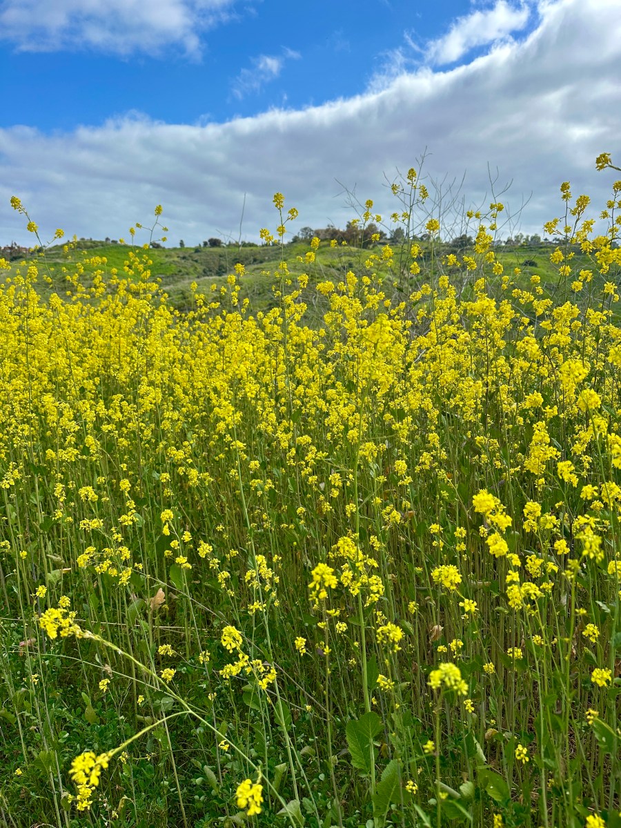 yellow wild flowers