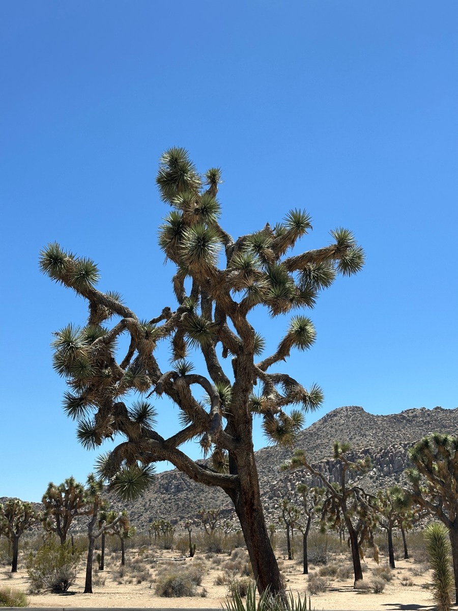 Joshua Tree