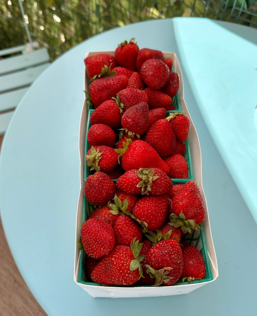 fresh picked strawberries