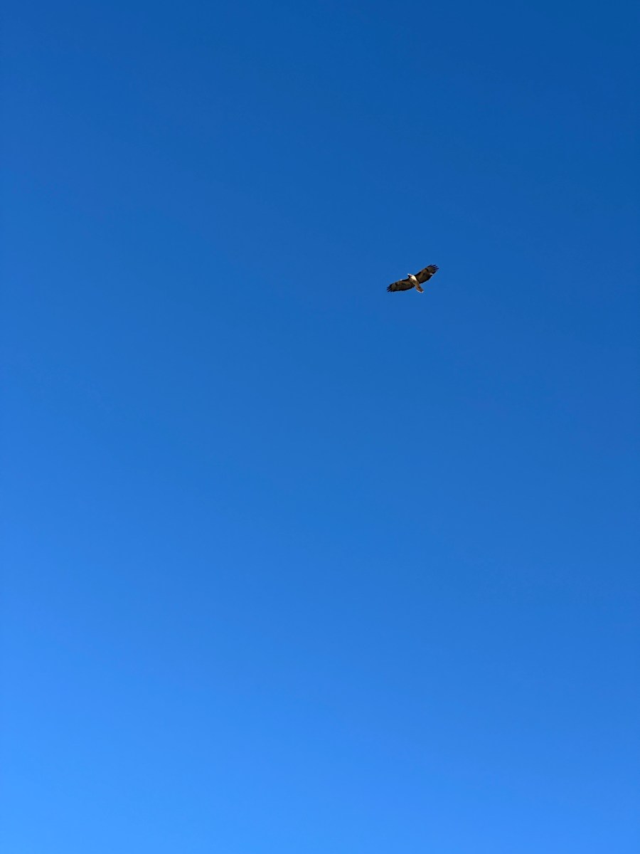 bird soaring in a blue sky