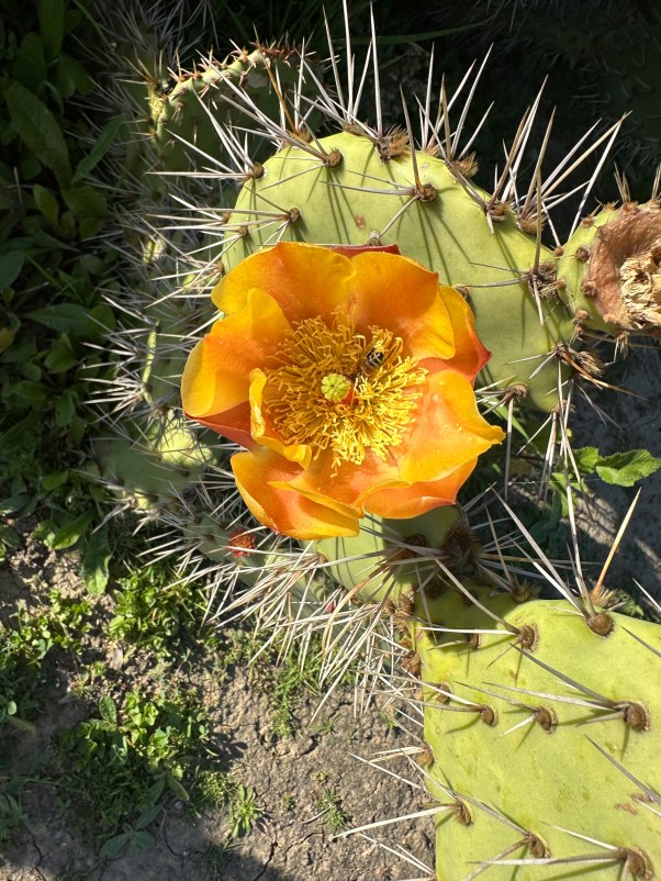 prickly pear blossom