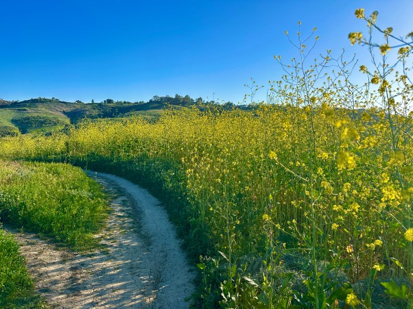 spring bloom in Southern California