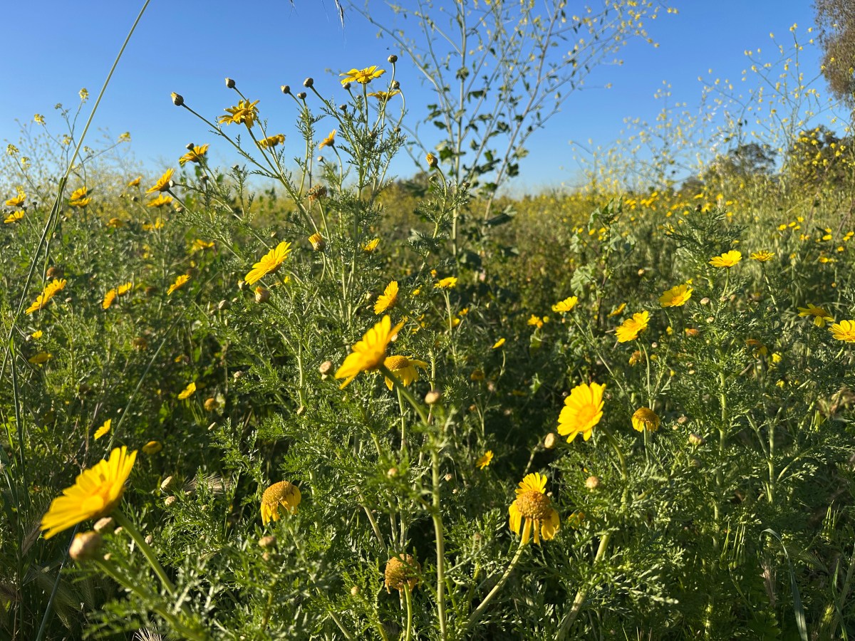 spring daisies in southern California