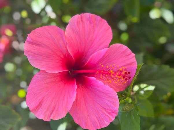 closeup of a pink flower