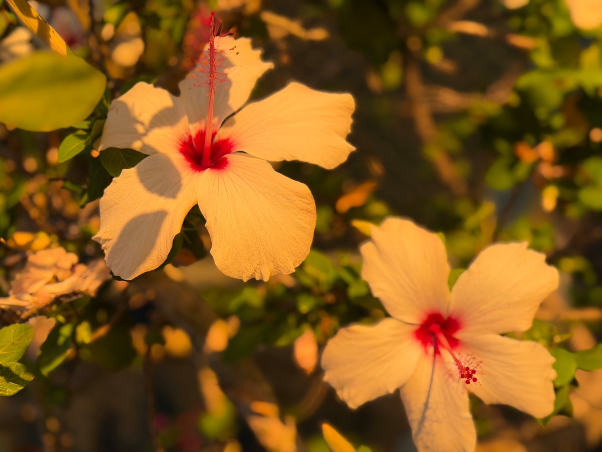 flowers